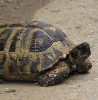 hermann's tortoise