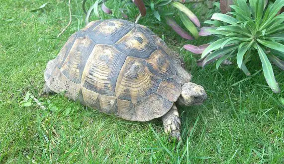 hermann's tortoise