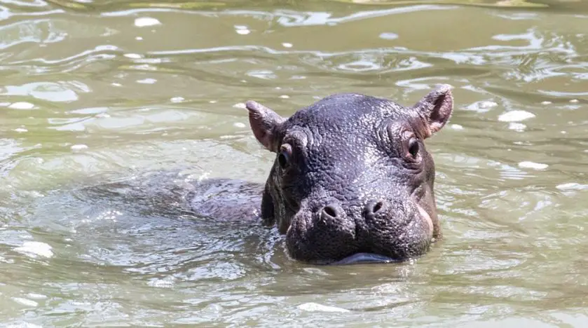 Hippo Calf Cheyenne Mountain Zoo