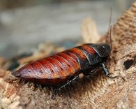 Madagascar Hissing Cockroach