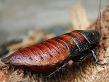 Madagascar Hissing Cockroach