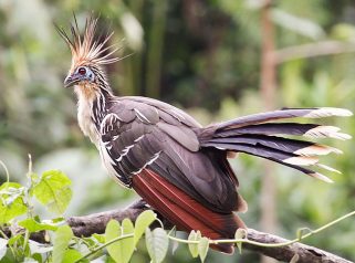 Hoatzin (Ophisthocomus hoazin)