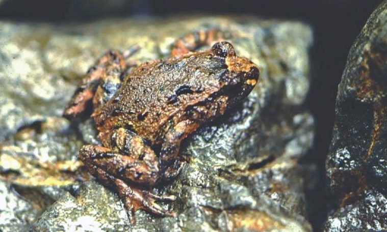 Hochstetter's Frog (Leiopelma hochstetteri)