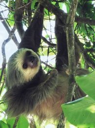 Hoffmann's two toed sloth