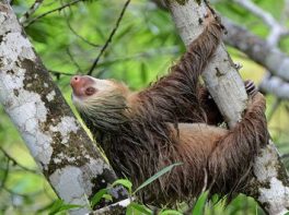 Hoffmann's two toed sloth