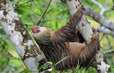 Hoffmann's two toed sloth - The Animal Facts