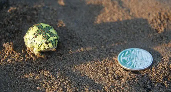 Crucifix Toad (Notaden bennetti)