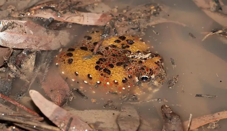 Crucifix Toad (Notaden bennetti)