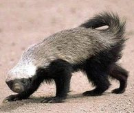 Honey badger