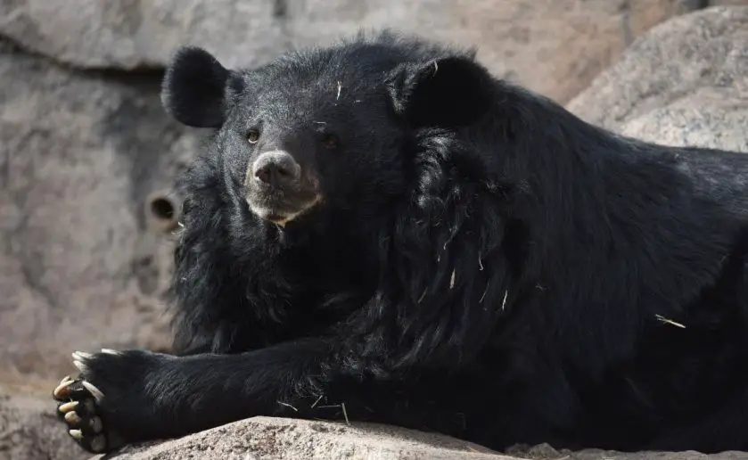 Cheyenne Mountain Zoo Black Bear Passes Away