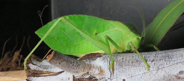 Hooded Katydid (Phyllophorella queenslandica)