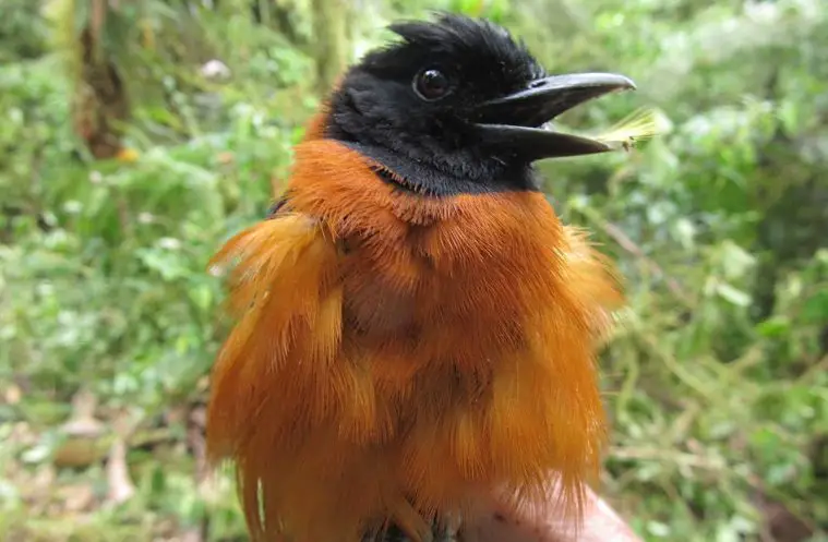 Hooded Pitohui (Pitohui dichrous)
