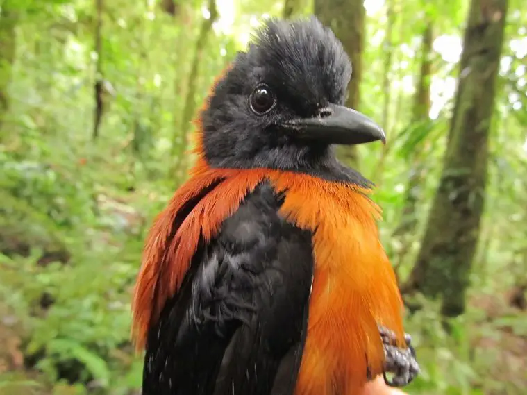 Hooded Pitohui (Pitohui dichrous)