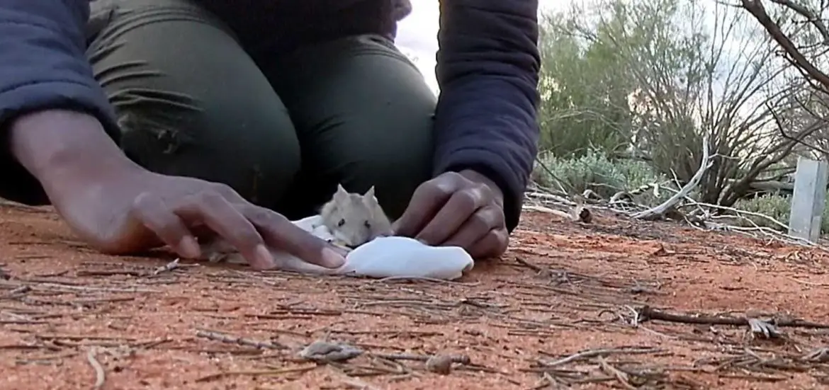 Hopping Mouse Australian Wildlife Conservancy