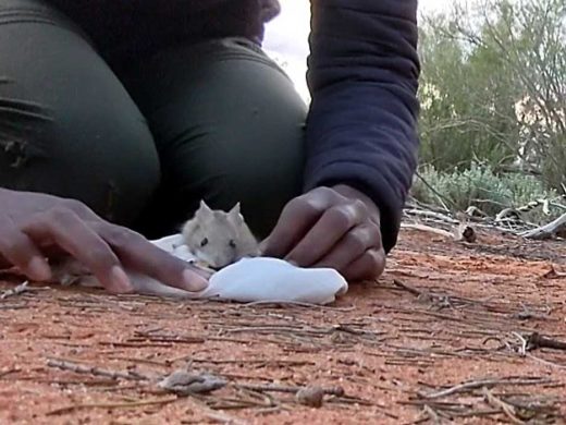 Hopping Mouse Australian Wildlife Conservancy