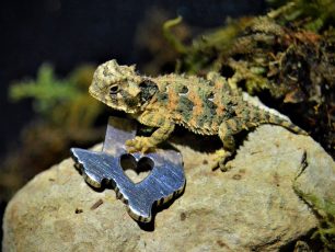 Texas Horned Lizard