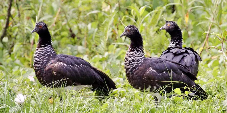 Horned Screamer