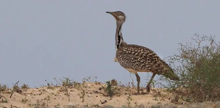 Houbara bustard (Chlamydotis undulata