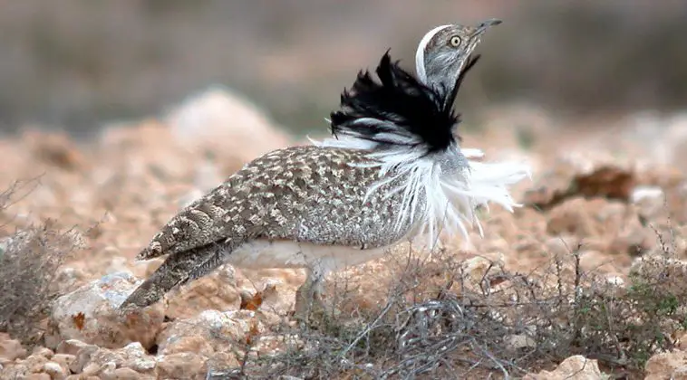 Houbara bustard (Chlamydotis undulata