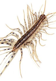 House centipede