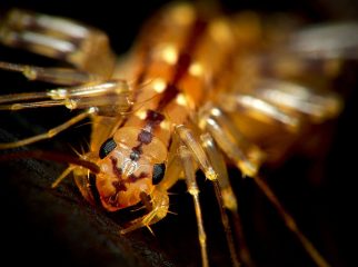 House centipede