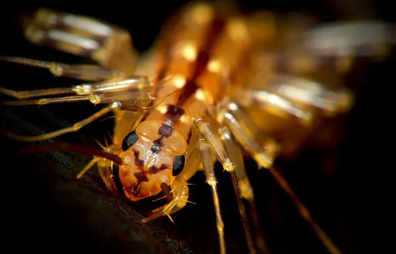House centipede