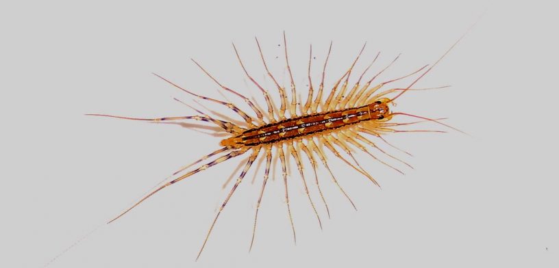House centipede