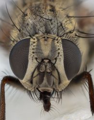 house fly