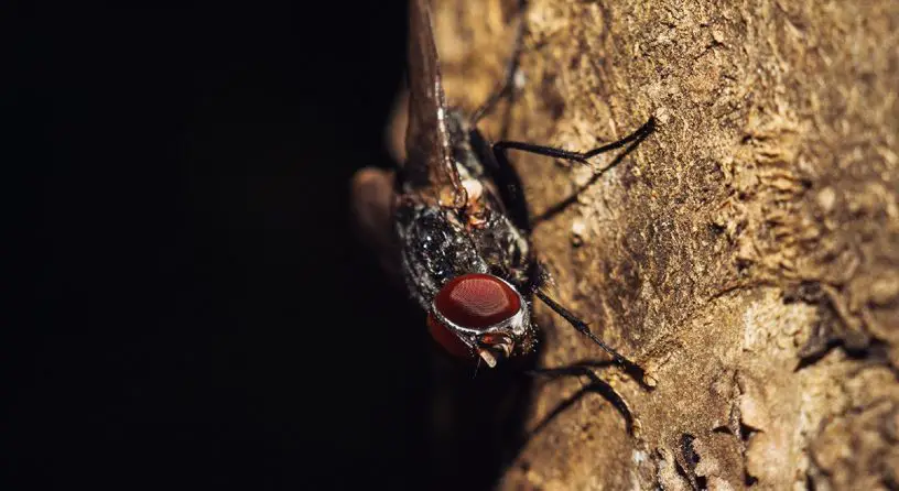house fly