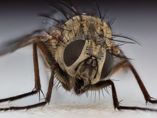 house fly