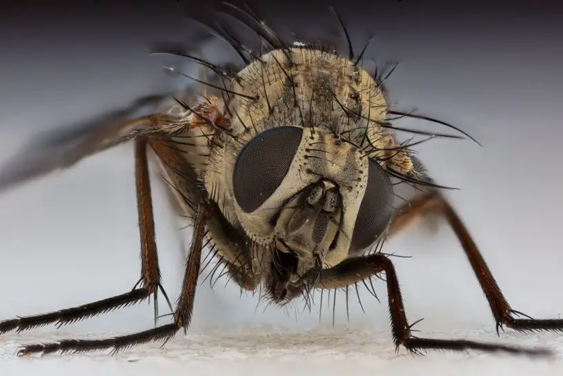house fly