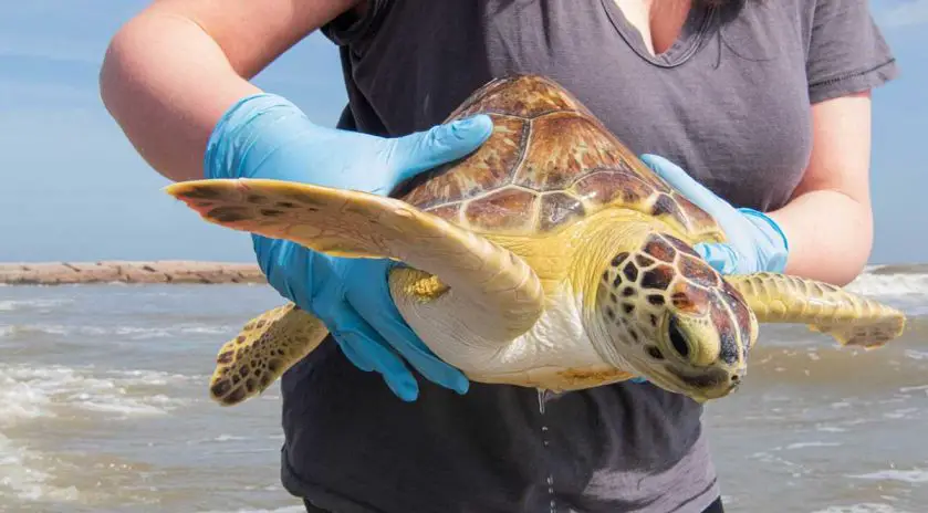 Houston zoo sea turtle release