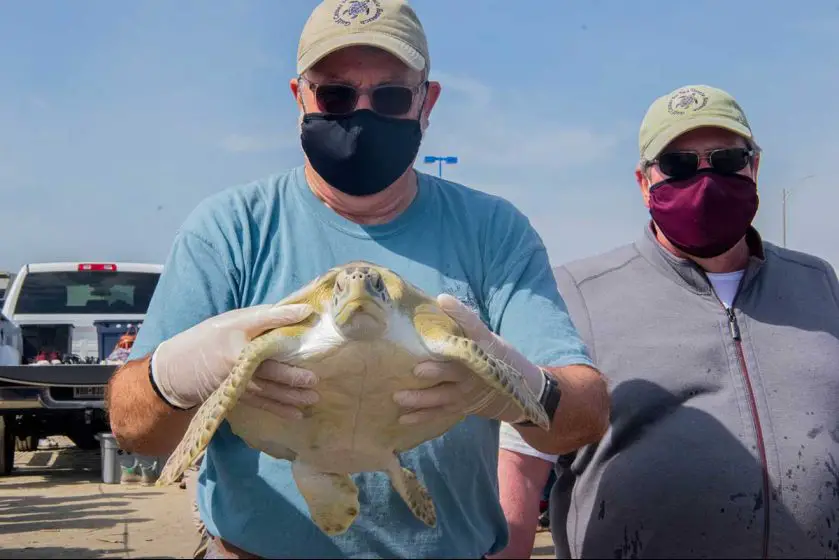 Houston zoo sea turtle release