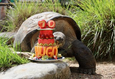 hugo tortoise birthday party