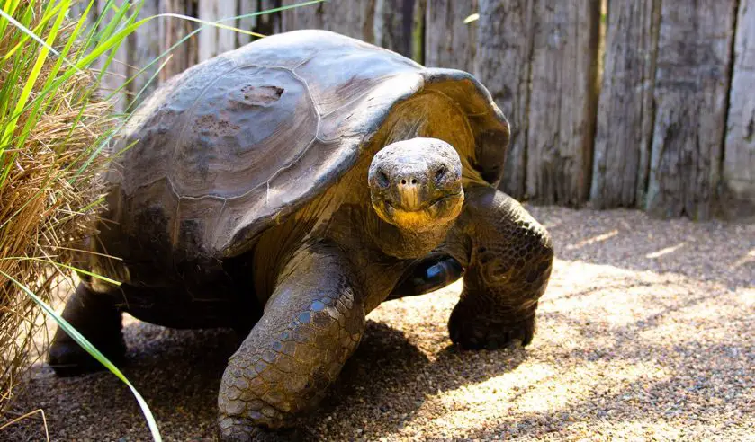 Hugo the Galapagos tortoise New Girlfriend Arrives