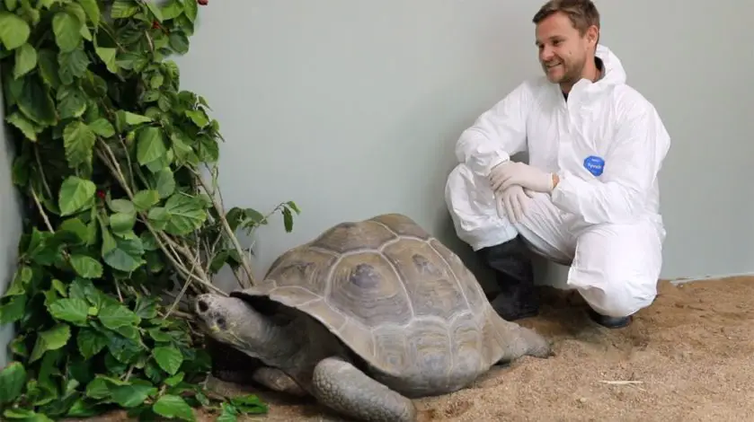 Hugo the Galapagos tortoise New Girlfriend Arrives