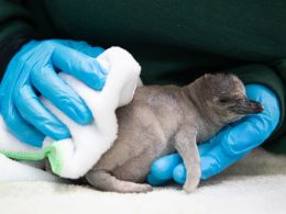 Woodland Park Zoo Humboldt Penguin Chick