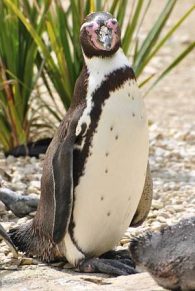 Humboldt penguin