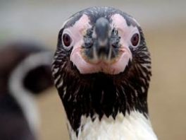 Humboldt penguin