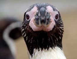 Humboldt penguin