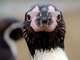 Humboldt penguin