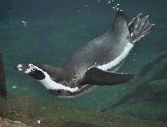 Humboldt Penguin