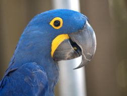 hyacinth macaw