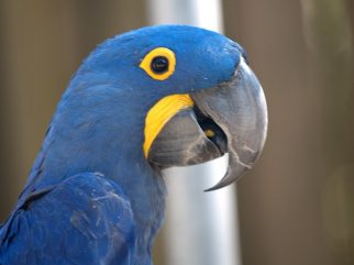 hyacinth macaw