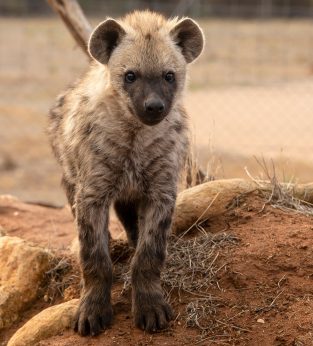 Hyena Cubs at Monarto Safari Park