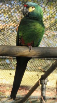 Illiger's Macaw