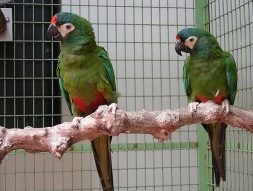 Illiger's Macaw