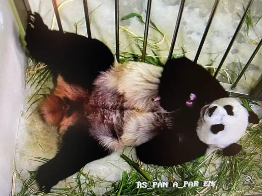 Giant Panda Cub River Safari WRS