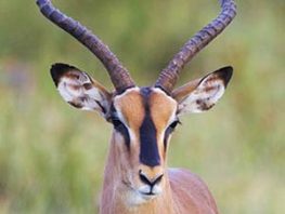 Impala