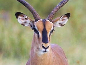 Impala